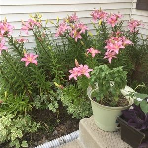 Meet your Posher, Carol